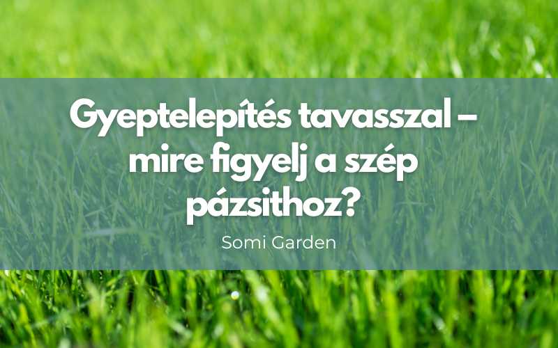 Gyeptelepítés tavasszal – mire figyelj a szép pázsithoz?