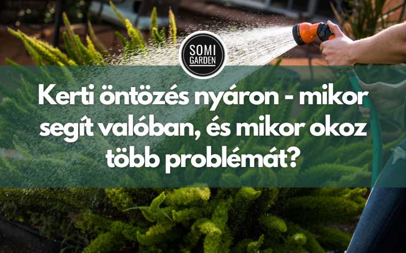 Kerti öntözés nyáron - mikor segít valóban, és mikor okoz több problémát?